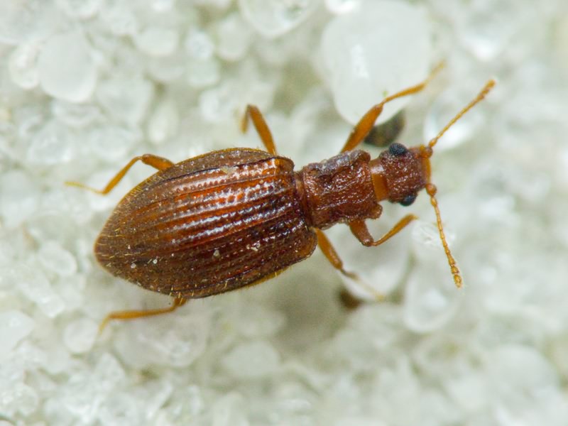 Stephostethus angusticollis (Gyllenhal, 1827)